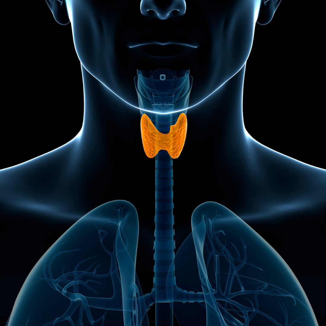 Thyroid